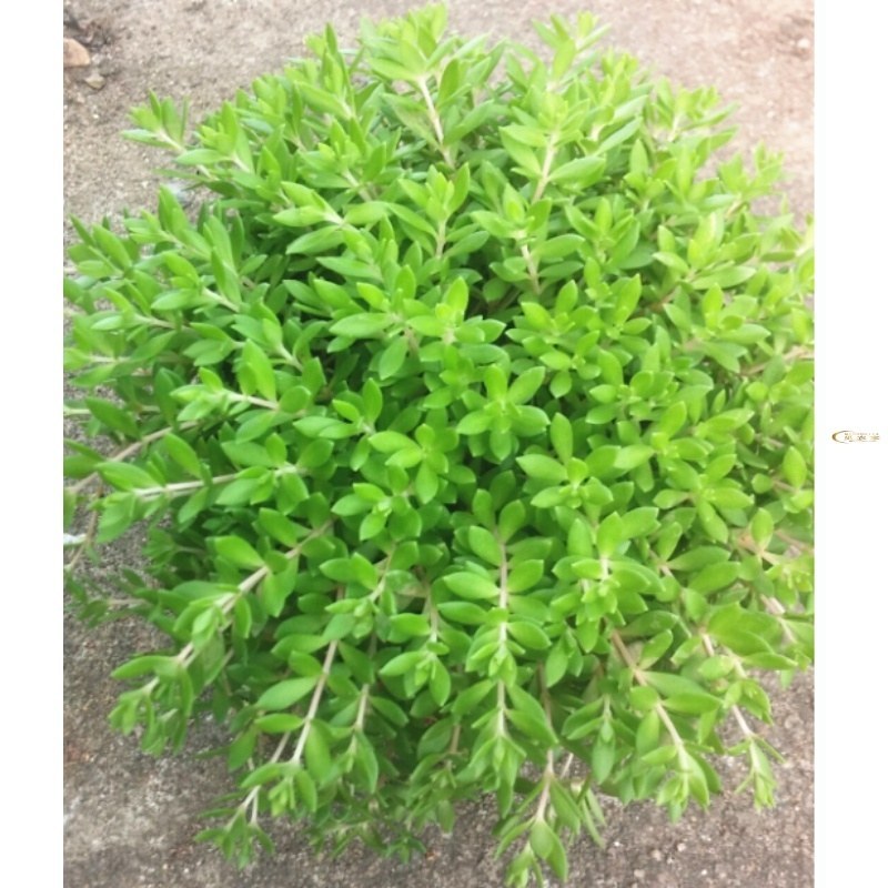 生长速度快植物花卉垂盆草吊兰四季常青见土就活盆栽垂