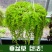 生长速度快植物花卉垂盆草吊兰四季常青见土就活盆栽垂