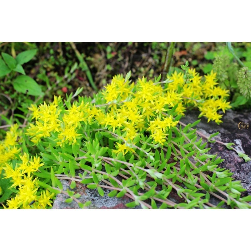 生长速度快植物花卉垂盆草吊兰四季常青见土就活盆栽垂