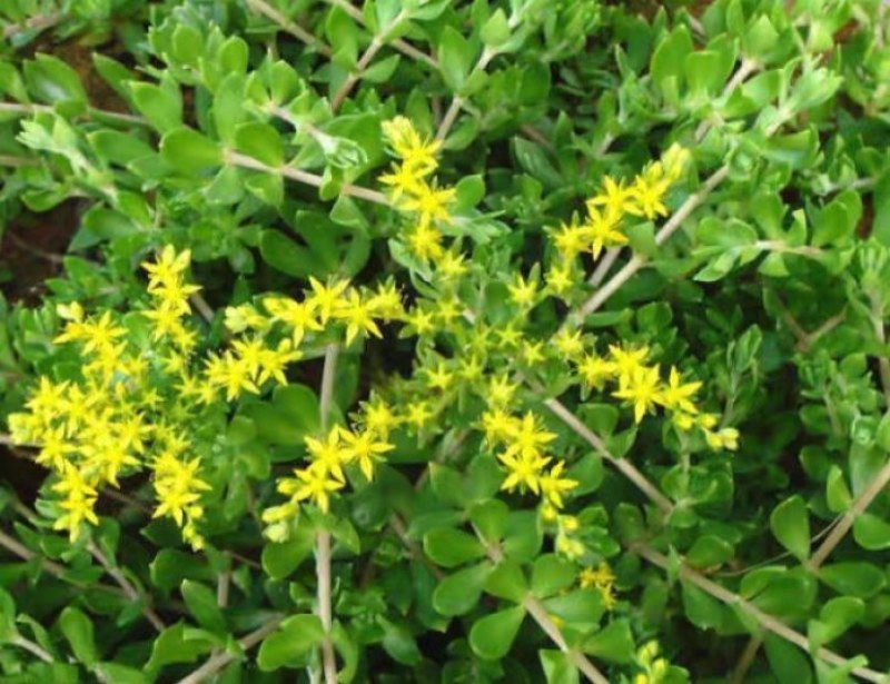 生长速度快植物花卉垂盆草吊兰四季常青见土就活盆栽垂