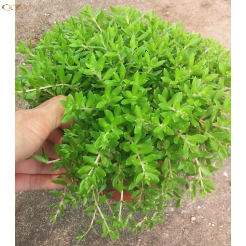 生长速度快植物花卉垂盆草吊兰四季常青见土就活盆栽垂