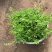 生长速度快植物花卉垂盆草吊兰四季常青见土就活盆栽垂