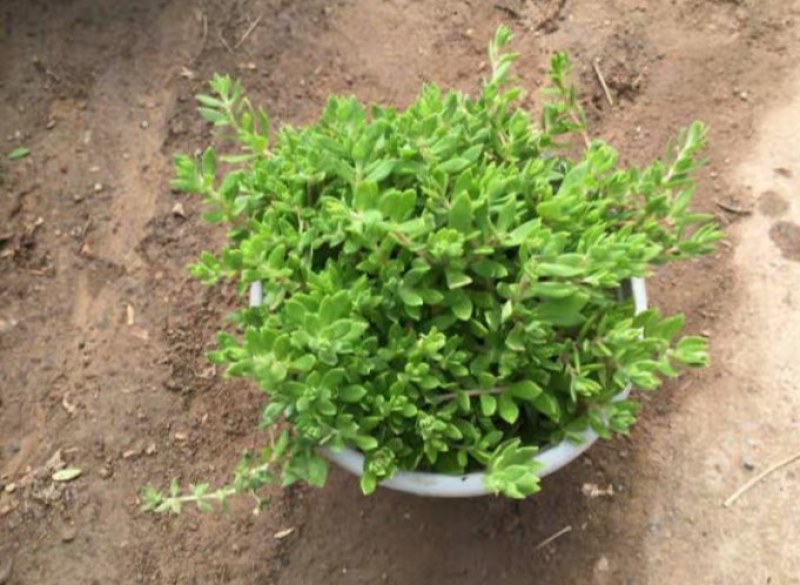 生长速度快植物花卉垂盆草吊兰四季常青见土就活盆栽垂