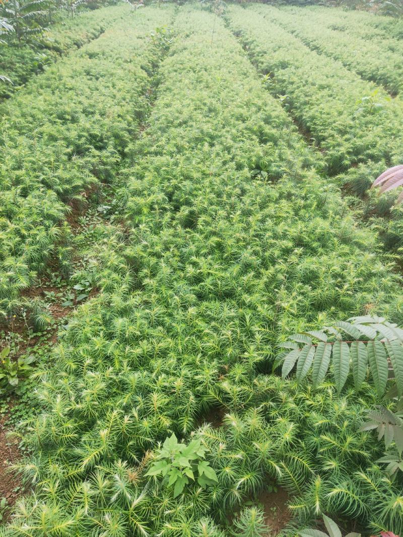 紫薇当年苗40公分，50公分，80公分，1米有货