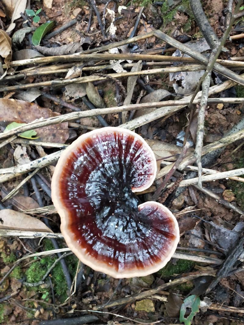 广西桂林野生紫灵芝菌种批发