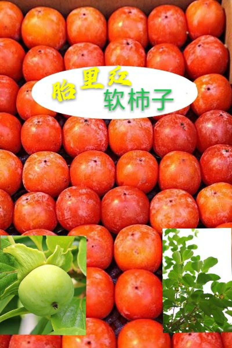 山西胎里红软柿子7月黄软柿子无核蜜柿产地一手货源