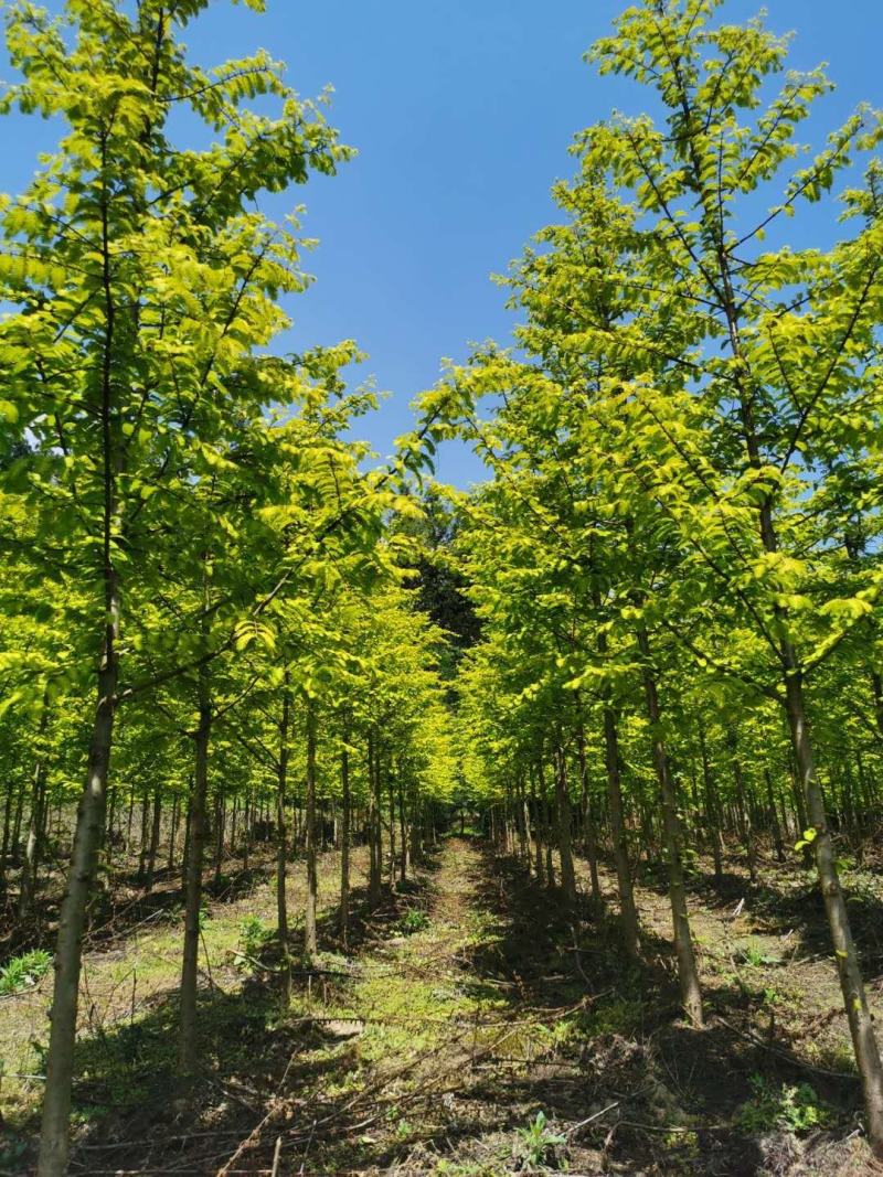 青钱柳高30公分，50公分，80公分，1米