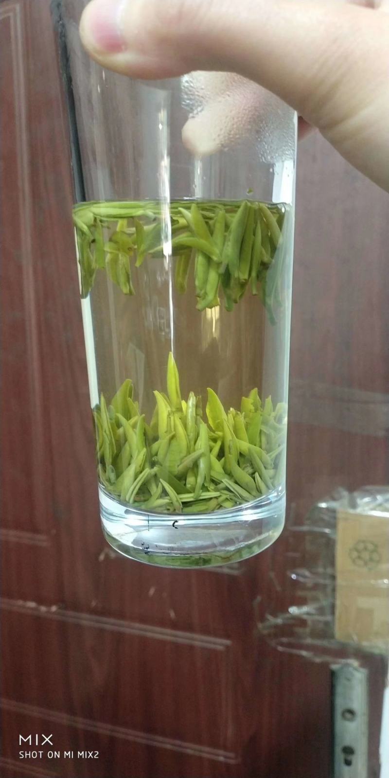 【全国包邮】早茶竹叶青，汤色好芽头好，直立感好，香味浓厚