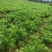 桂花苗湖北利川水杉苗圃出售以下小苗：水杉，桂花，紫薇，