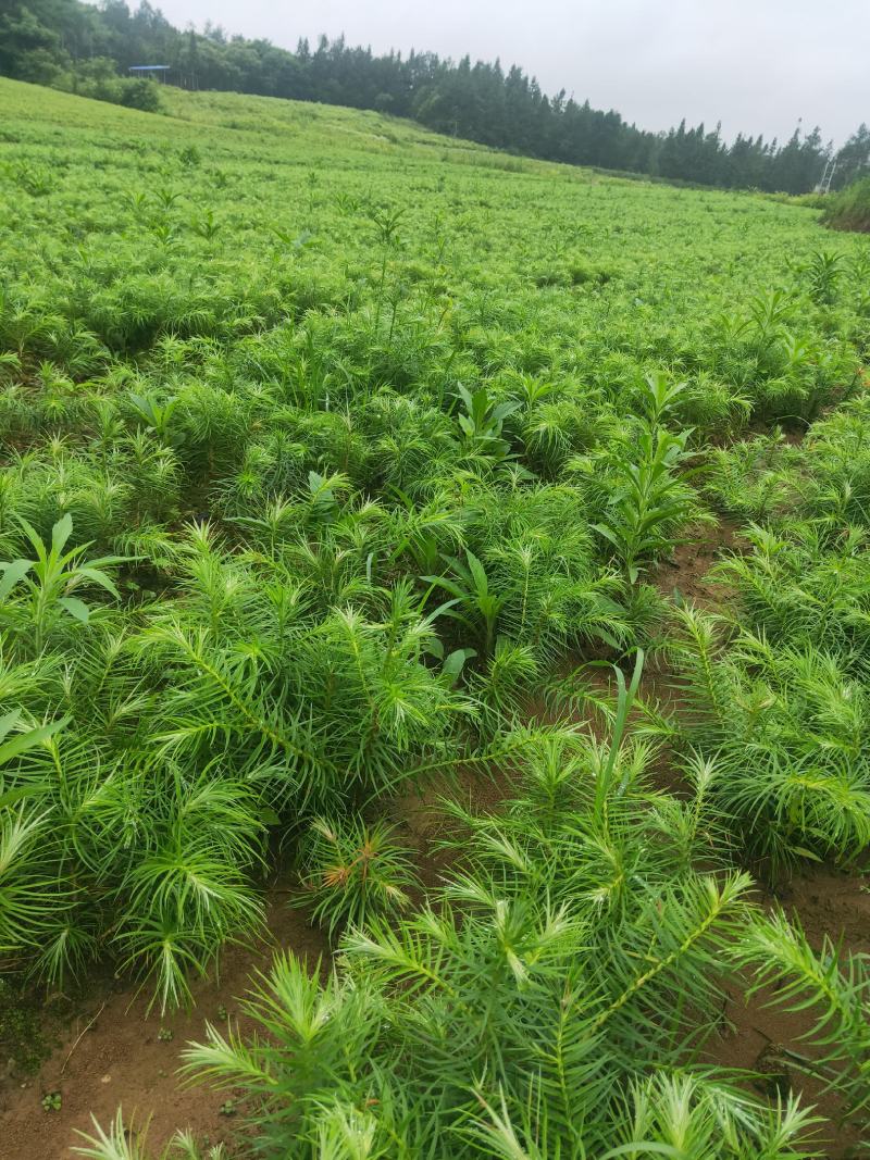 桂花苗湖北利川水杉苗圃出售以下小苗：水杉，桂花，紫薇，