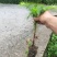 桂花苗湖北利川水杉苗圃出售以下小苗：水杉，桂花，紫薇，