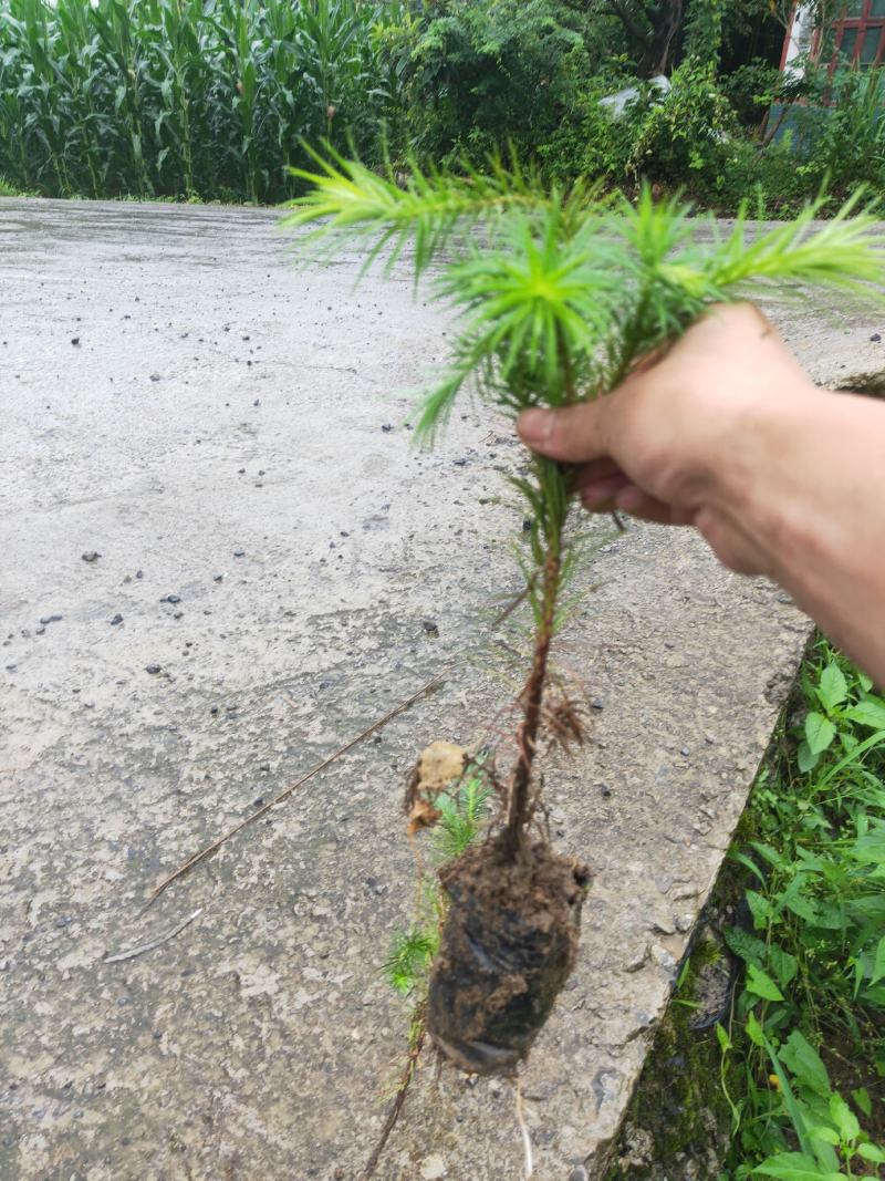 桂花苗湖北利川水杉苗圃出售以下小苗：水杉，桂花，紫薇，