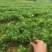桂花苗湖北利川水杉苗圃出售以下小苗：水杉，桂花，紫薇，
