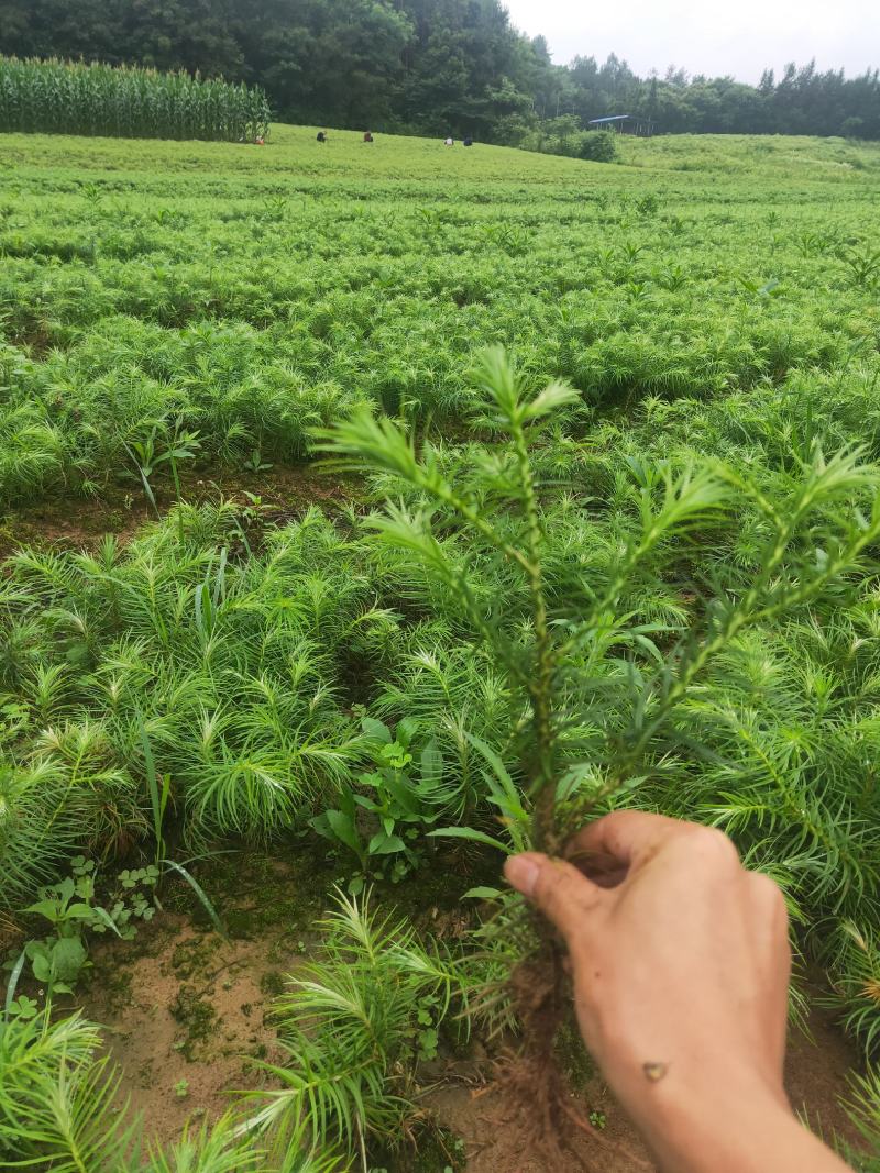 桂花苗湖北利川水杉苗圃出售以下小苗：水杉，桂花，紫薇，