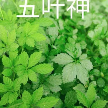 新鲜--野菜--五叶神