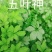 新鲜--野菜--五叶神