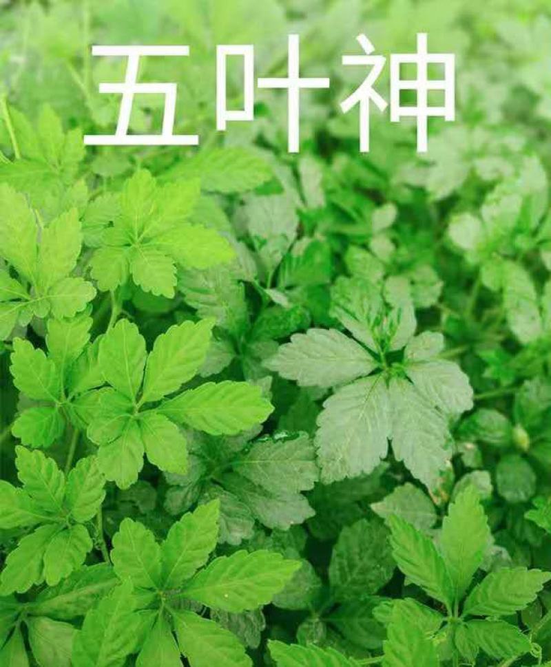 新鲜--野菜--五叶神