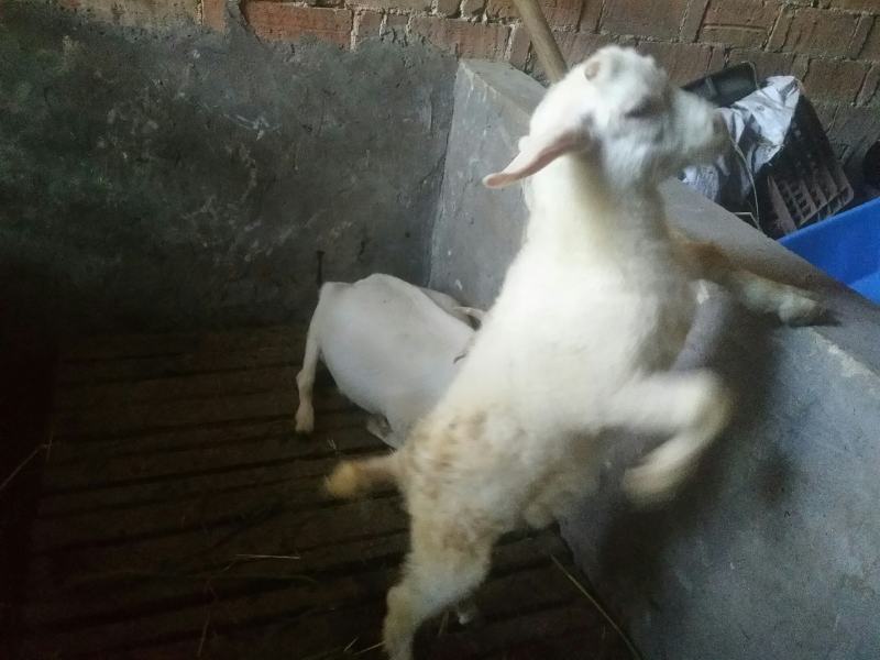 波尔山羊。本地土山羊。联系我时，请说一亩田上看到的。
