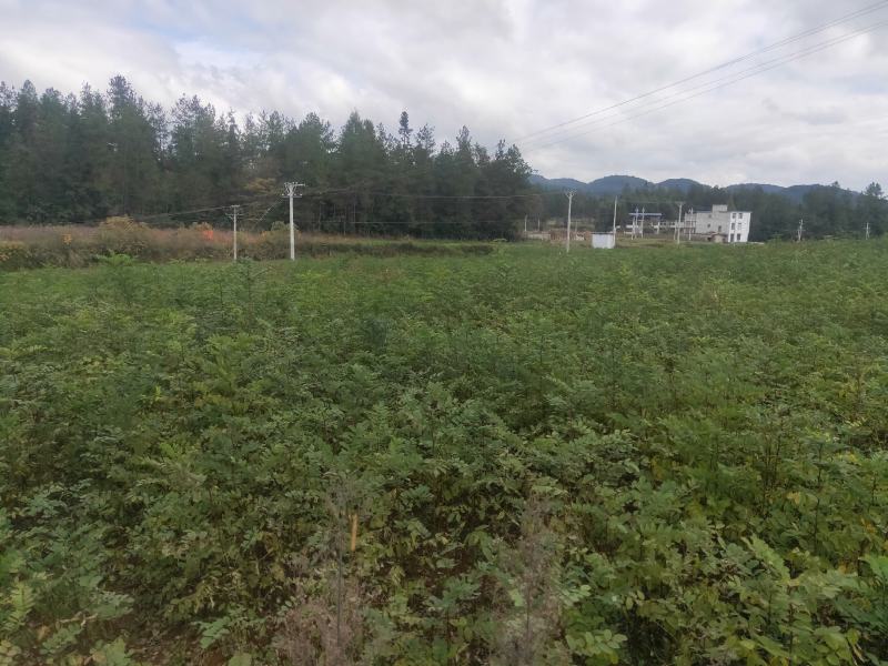 刺槐高30公分，50公分，80公分，1米有货