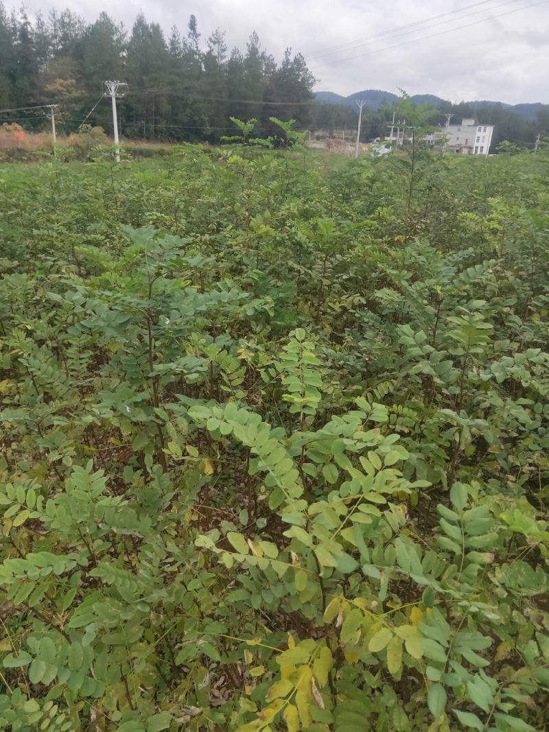 刺槐高30公分，50公分，80公分，1米有货