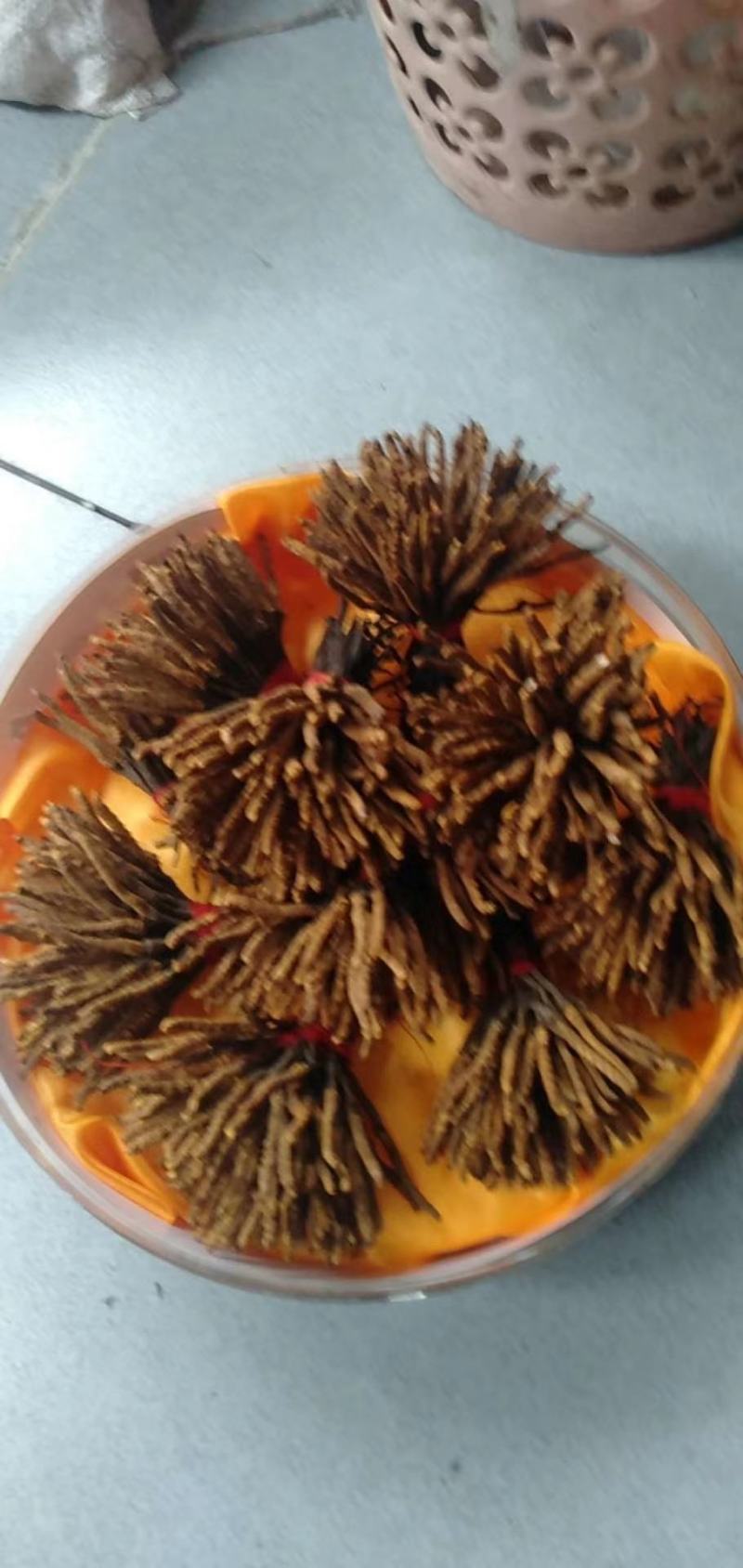 干虫草，来自雪域高原的精灵