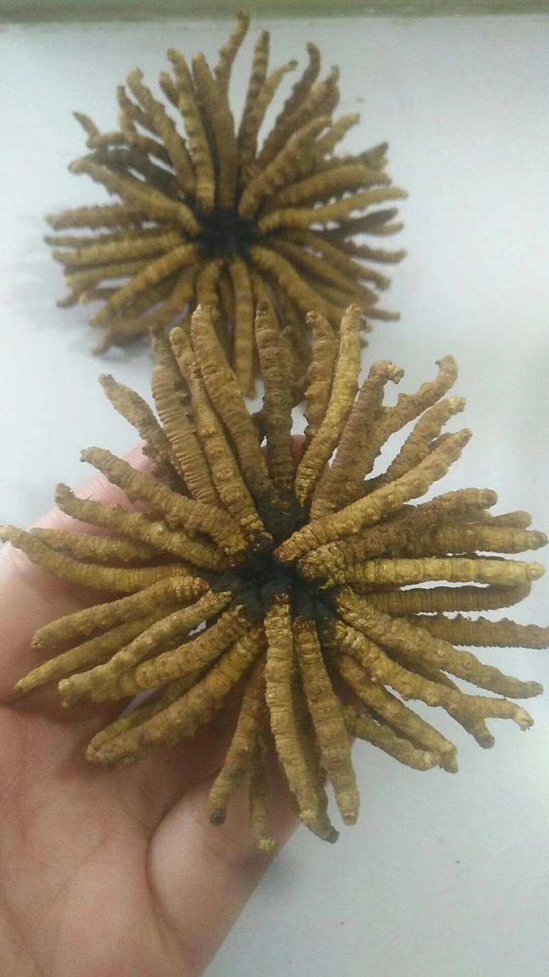 干虫草，来自雪域高原的精灵