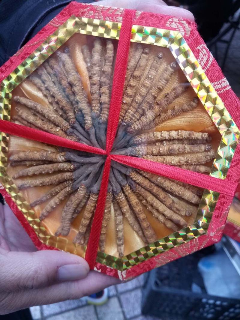 干虫草，来自雪域高原的精灵