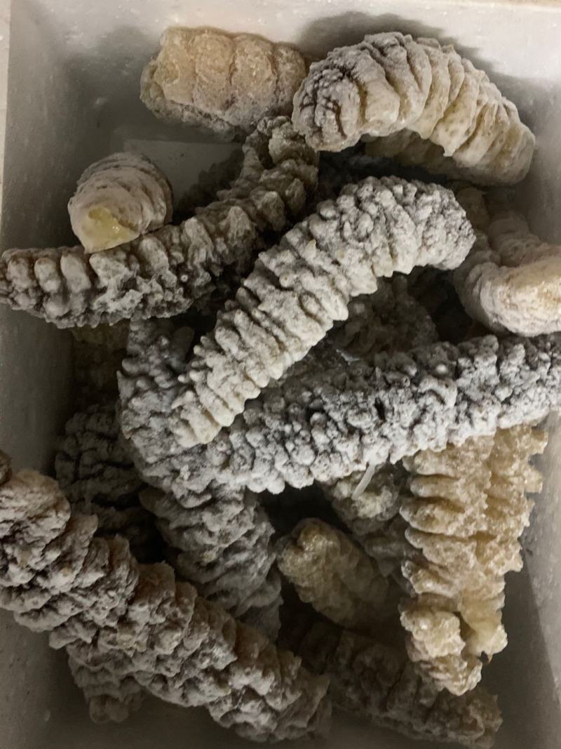海参各种各样海参真空包装