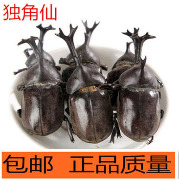 正品独角仙中药材锹甲甲虫独角虫昆虫类保质保量包