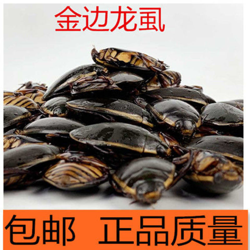 金边龙虱和黑龙虱水鳖黑壳虫水龟子水鳖虫干货包邮