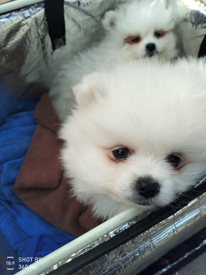纯种博美犬，纯博美幼犬，小型犬神！外观美！