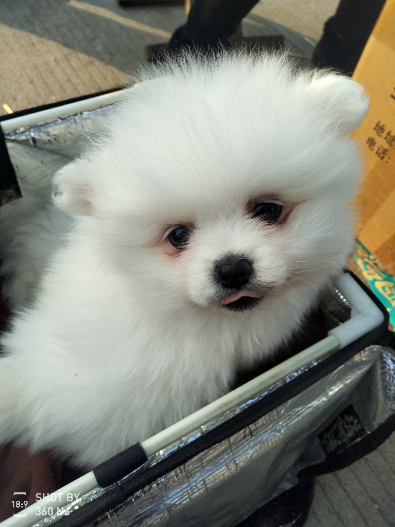纯种博美犬，纯博美幼犬，小型犬神！外观美！
