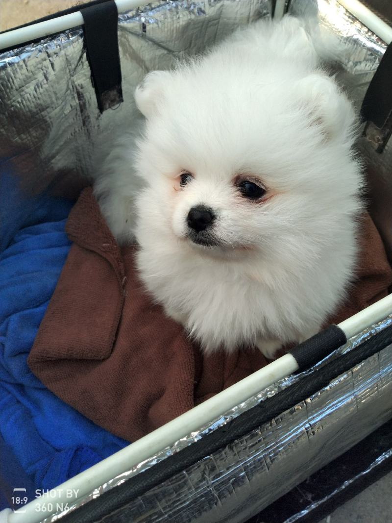 纯种博美犬，纯博美幼犬，小型犬神！外观美！