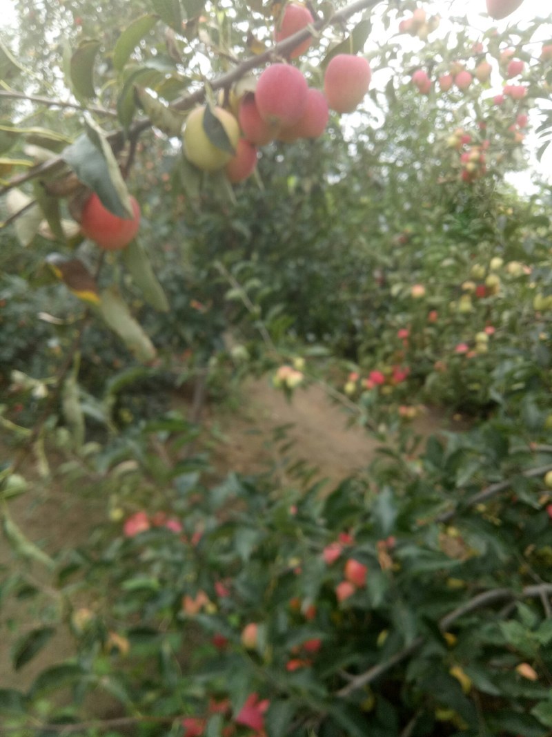 鸡心果，青岛平度好吃，特好吃，8月中旬成熟