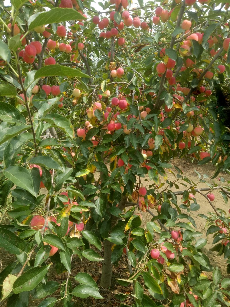 鸡心果，青岛平度好吃，特好吃，8月中旬成熟