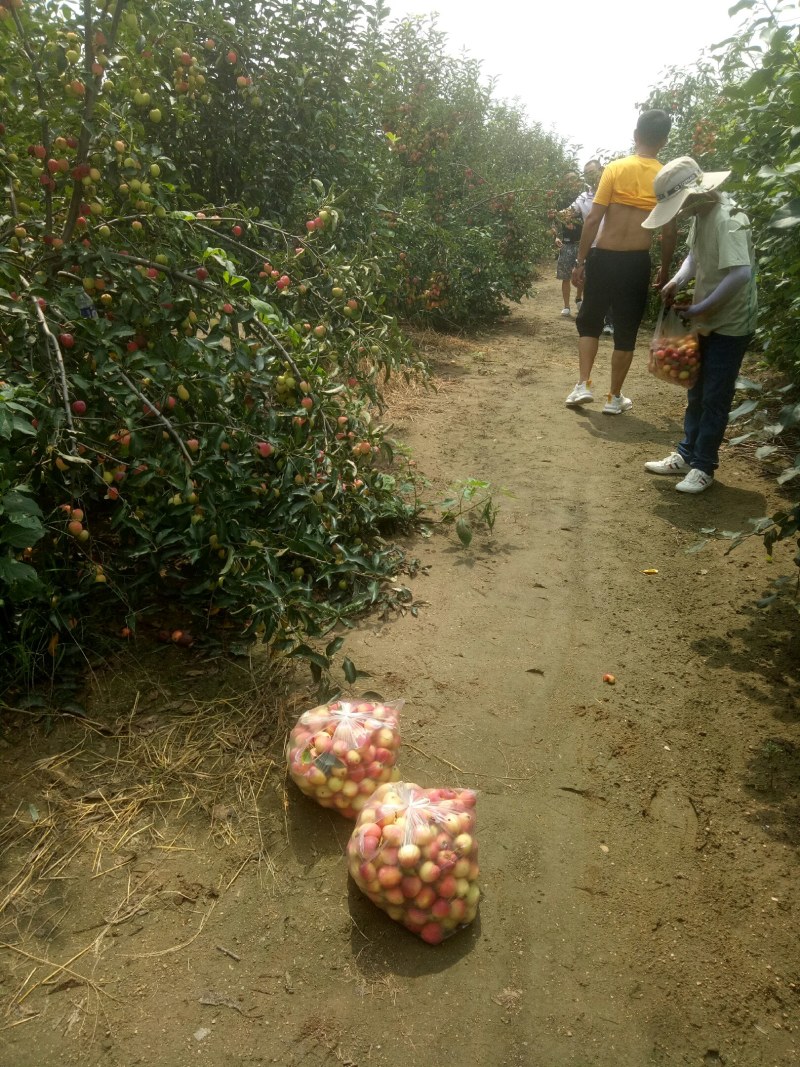 鸡心果，青岛平度好吃，特好吃，8月中旬成熟