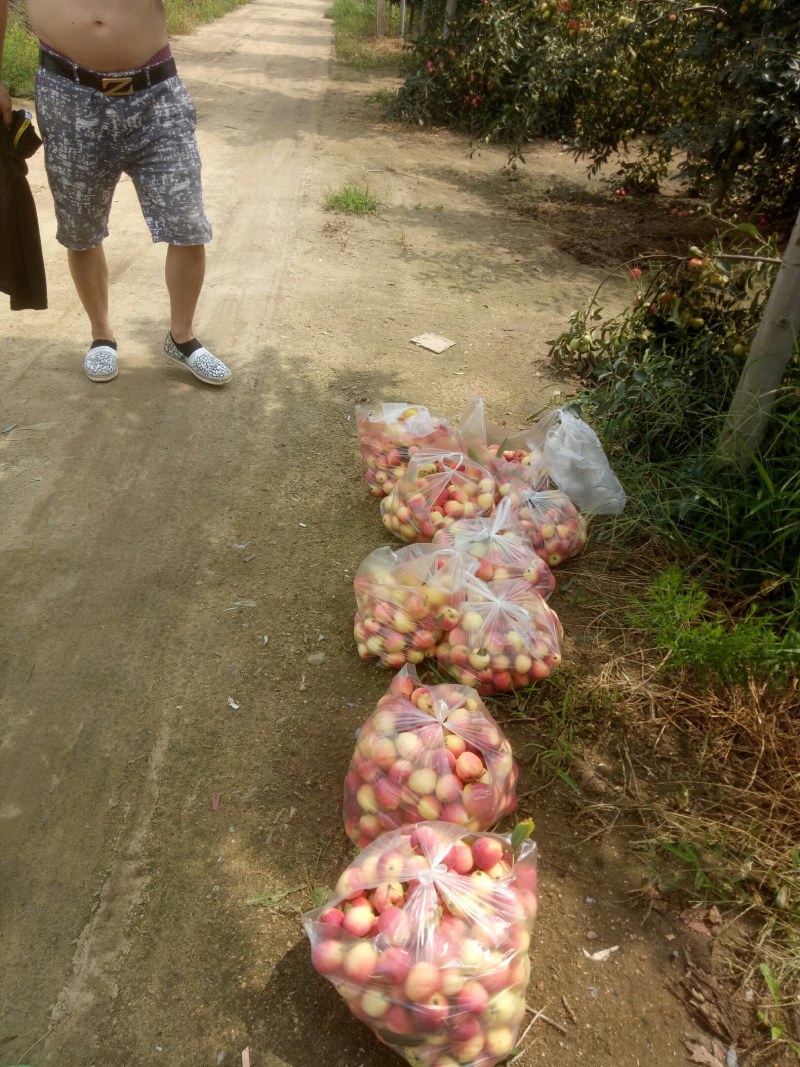 鸡心果，青岛平度好吃，特好吃，8月中旬成熟