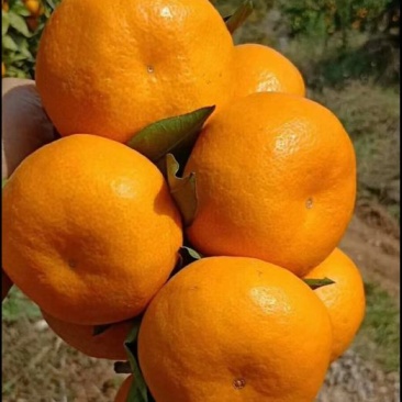 湖北特早熟蜜桔柑橘汁多味甜！自家种植看货论价！