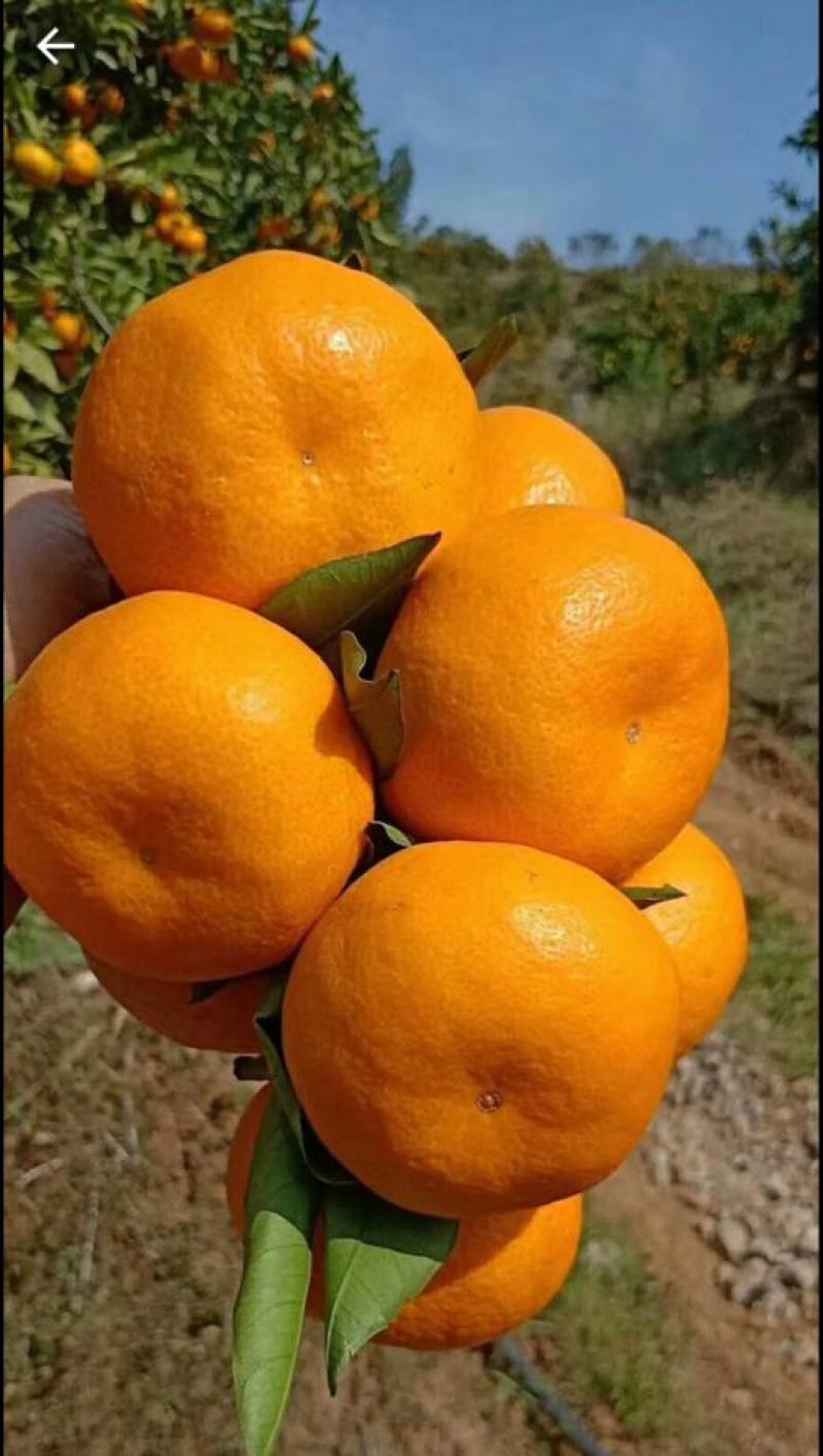 湖北特早熟蜜桔柑橘汁多味甜！自家种植看货论价！
