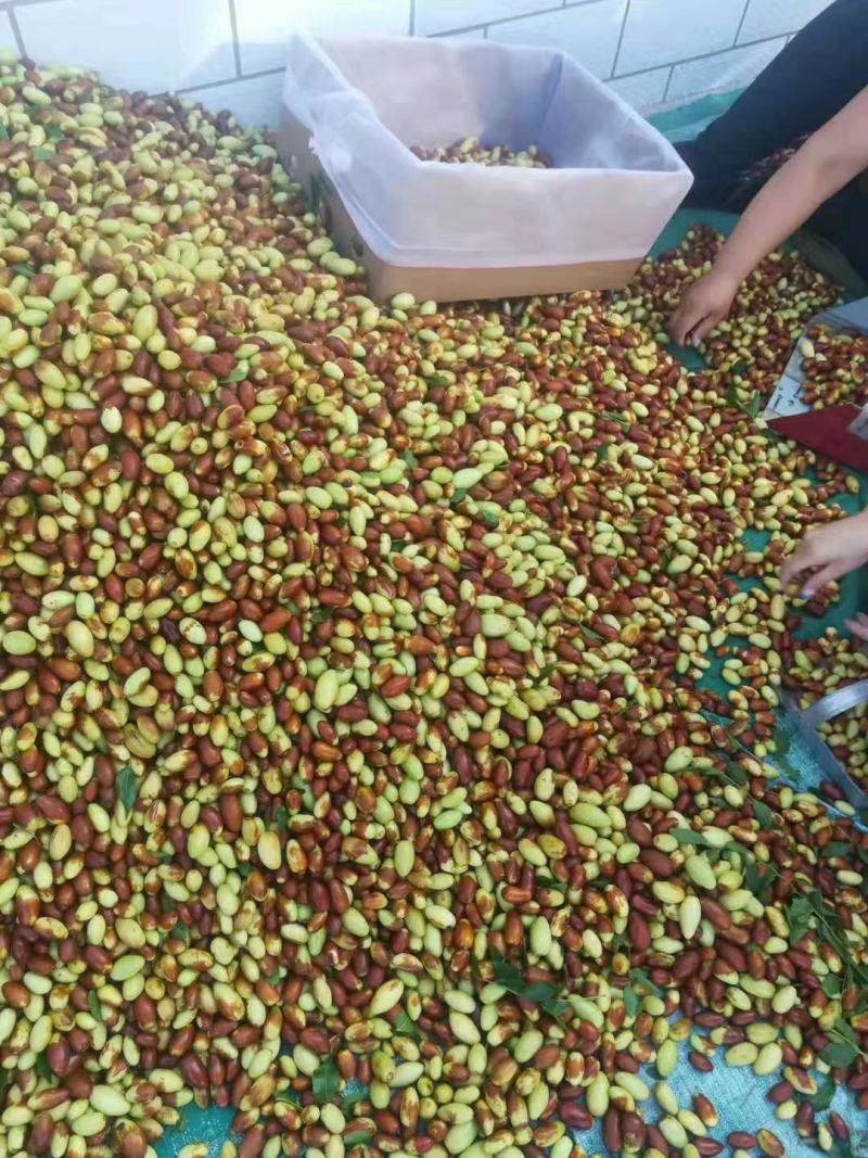 马牙栆，山坡生涨口感好，颜色好，亮度好自然熟产地直发