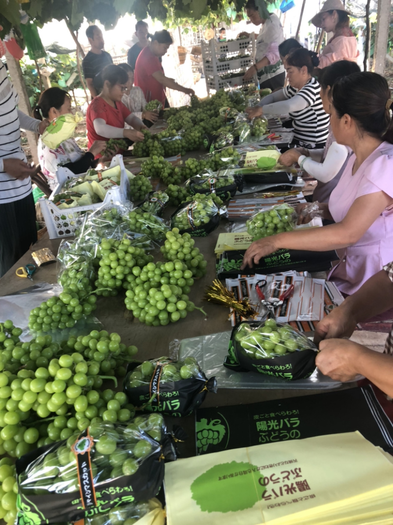 【基地直供】阳光玫瑰葡萄青提当季新鲜采摘开园货大量上市