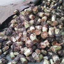 江西南丰槟榔芋头荔蒲芋头种植基地，专业代办代收