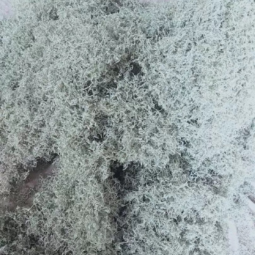 张家界土家茅岩莓茶大量上市了