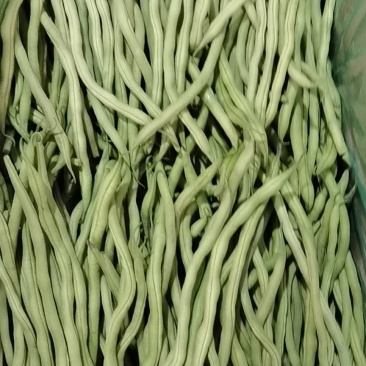 芸豆架豆王无筋豆无丝豆角
