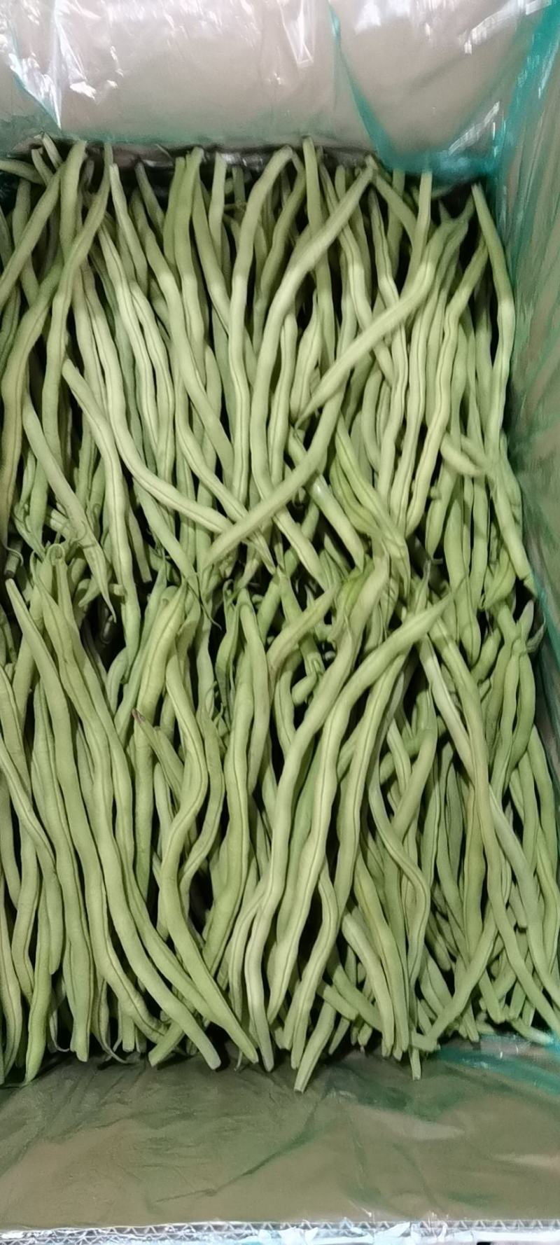 芸豆架豆王无筋豆无丝豆角