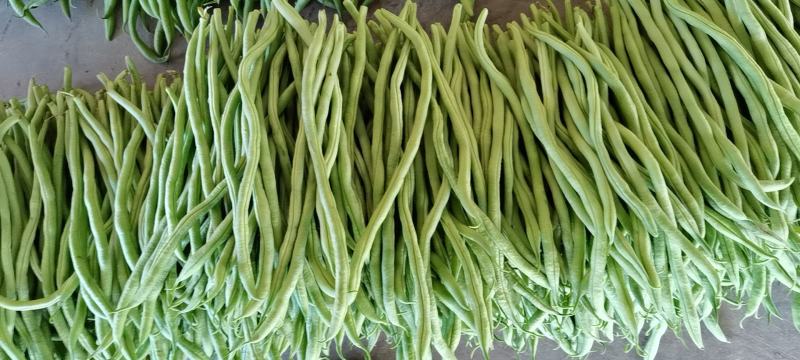 芸豆架豆王无筋豆无丝豆角