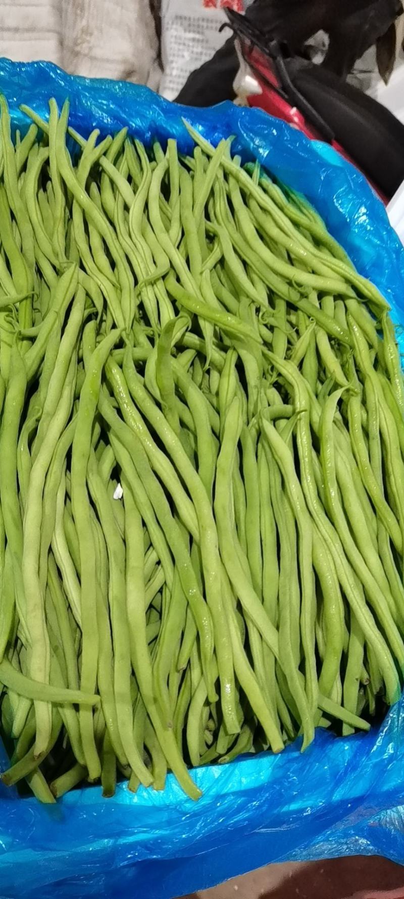 芸豆架豆王无筋豆无丝豆角