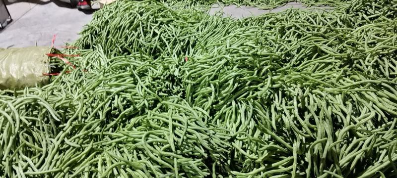 芸豆架豆王无筋豆无丝豆角