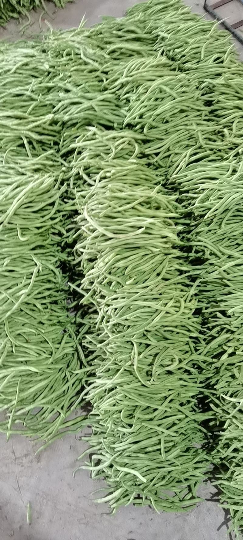 芸豆架豆王无筋豆无丝豆角