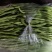 芸豆架豆王无筋豆无丝豆角